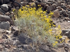 Encelia farinosa