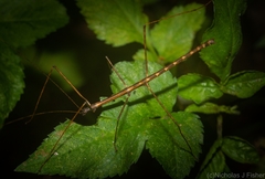 Candovia granulosa