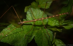 Candovia granulosa