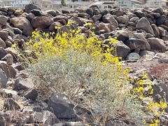 Encelia farinosa