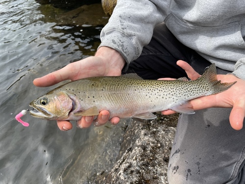 Westslope Cutthroat Trout