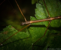 Candovia granulosa