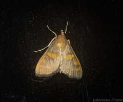 Rehimena surusalis