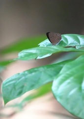 Poritia sumatrae