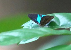Poritia sumatrae