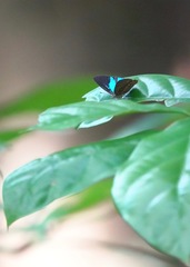 Poritia sumatrae