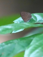 Poritia sumatrae