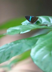 Poritia sumatrae