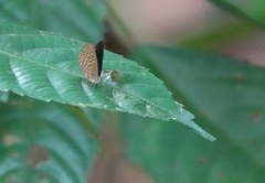 Poritia sumatrae