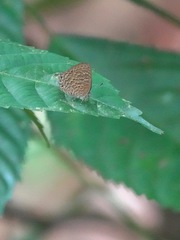 Poritia sumatrae