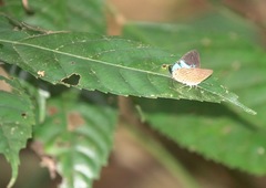 Poritia sumatrae