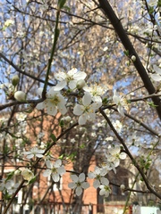 Prunus