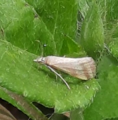 Microtheoris vibicalis