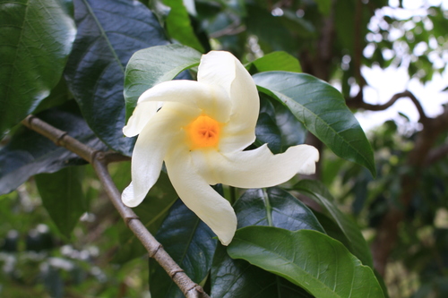 Image of Tabernaemontana litoralis by no rights reserved