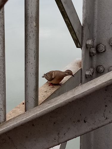 Eared Dove