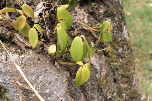 Peperomia san-joseana, photograph 2