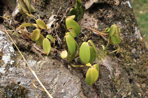 Peperomia san-joseana, photograph 3