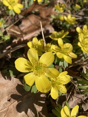 Eranthis