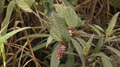 Cavendishia axillaris