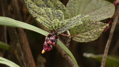 Cavendishia axillaris
