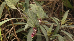 Cavendishia axillaris