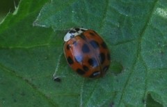 Harmonia axyridis