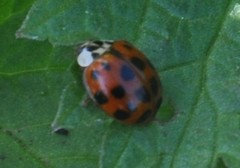Harmonia axyridis