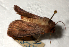 Protolampra sobrina