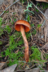 Cortinarius californicus