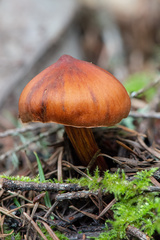 Cortinarius californicus