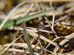 Trichosirocalus troglodytes