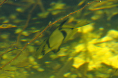 Ephippidae