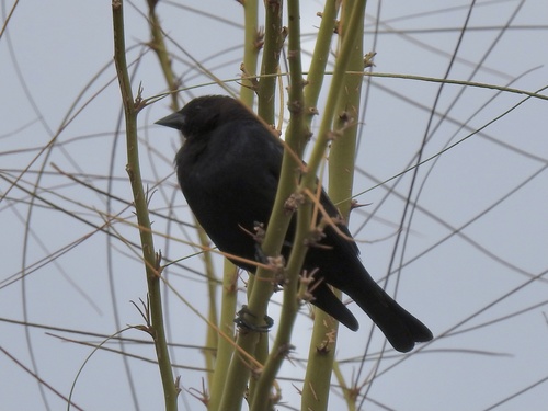 Brown-headed Cowbird photographed in Nevada