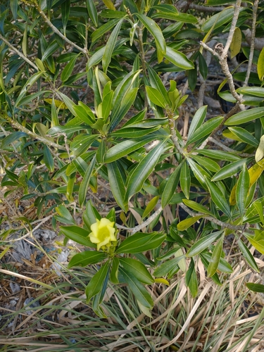 Cascabela gaumeri (Cascabela gaumeri)