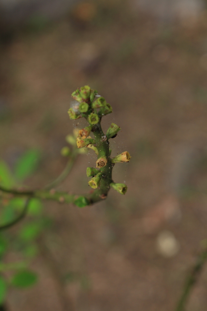 Euphorbia hoffmanniana