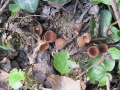 Sclerotinia