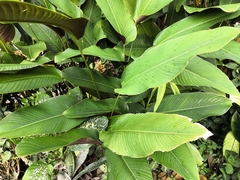 Goeppertia marantifolia