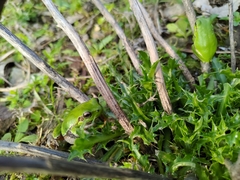 Hyla sarda