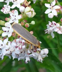 Eilema lurideola