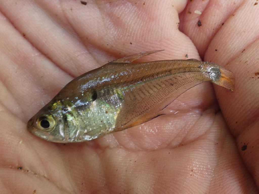 Glass tetra (Roeboides occidentalis) — Characidae