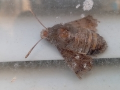 Macroglossum stellatarum