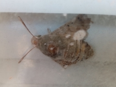 Macroglossum stellatarum