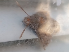 Macroglossum stellatarum