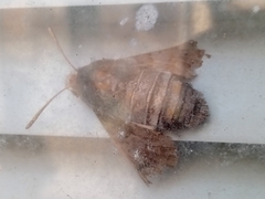 Macroglossum stellatarum