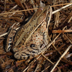 Rana amurensis