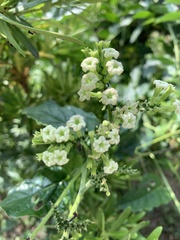 Heliotropium sarmentosum