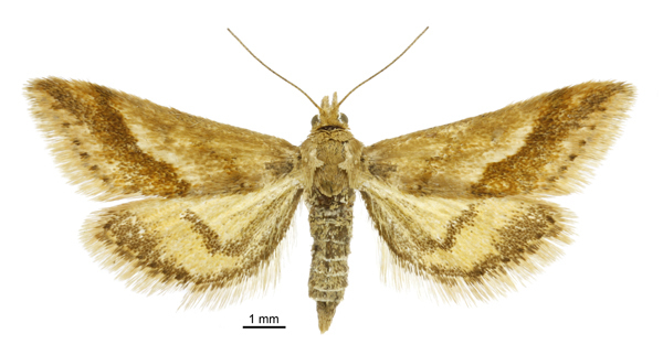 Pyrausta comastis