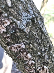 Polyporaceae