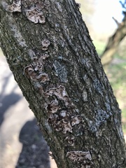 Polyporaceae
