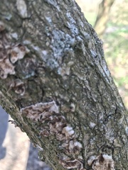 Polyporaceae